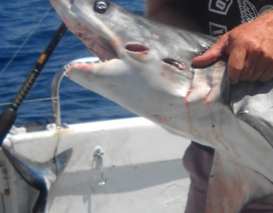 Your very own Jaws remake on the Algarve high seas with your pals, fight and land a shark in Portugal.