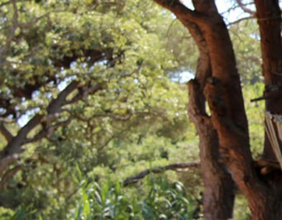 high-rope-albufeira